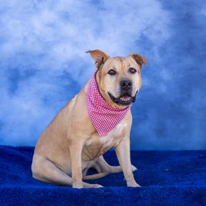 Gina, Terrier, Pit Bull, senior, available for adoption