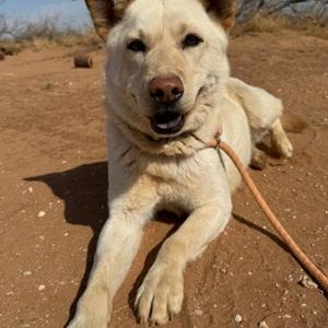 Edison, Shepherd, adult, available for adoption