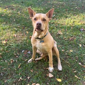 Luke, Shepherd, adult, available for adoption