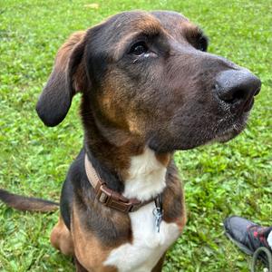 Señor SugarCane, Retriever, Labrador, adult, available for adoption
