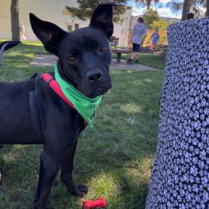Sonar, Mixed Breed (Medium), adult, available for adoption