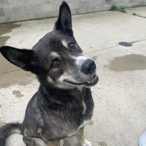 Benjamin, Malamute, Alaskan, adult, available for adoption