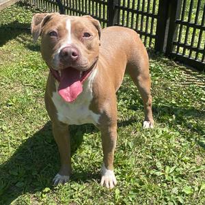 Reverie, Terrier, Pit Bull, adult, available for adoption