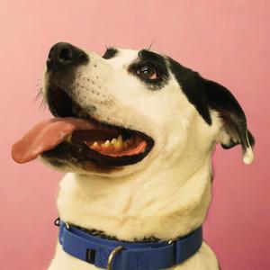 A close-up photo of a black and white dog with its tongue hanging out, wearing a blue collar against a pink background.