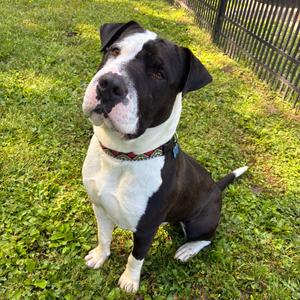 Bruce, Pei, Shar, adult, available for adoption