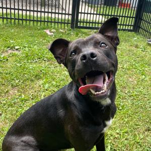 Lane, Mixed Breed (Medium), adult, available for adoption