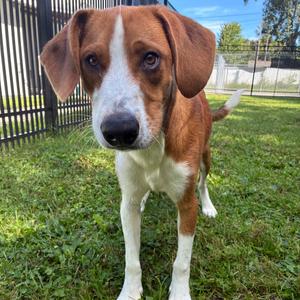 Cooper, Hound, adult, available for adoption