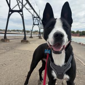 Dublin, Collie, Border, adult, available for adoption