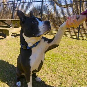 Girlfriend, Mixed Breed (Medium), senior, available for adoption