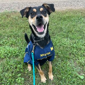 Peter Barker - The Destroyer of Chaos!, Rottweiler, adult, available for adoption