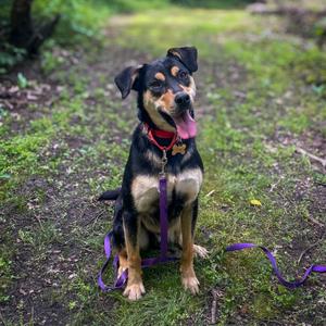 A black and tan mixed-breed dog with its tongue out sits on a dirt path in a wooded area.