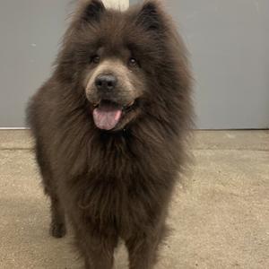 Violet, Chow Chow, adult, available for adoption