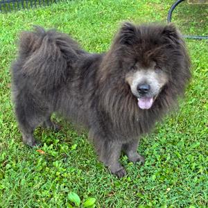 Violet, Chow Chow, adult, available for adoption