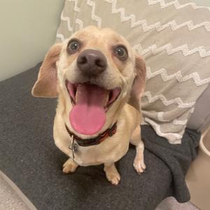 Winnie Winston, Chihuahua, adult, available for adoption