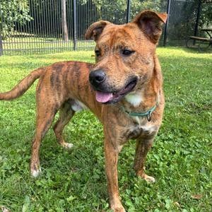 Tony The Tiger, Mixed Breed (Medium), adult, available for adoption