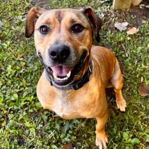 Blueberry Jamboree, Mixed Breed (Medium), adult, available for adoption