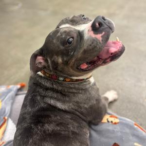 Jigglypuff, Bulldog, American, adult, available for adoption