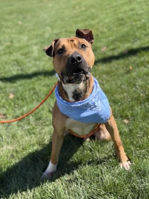 A brindle and white Pitbull mix dog wearing a light blue bandana sits on a grassy lawn, looking up and to the left.