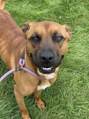 A brown dog with a black nose and expressive eyes, wearing a purple harness, standing on green grass.
