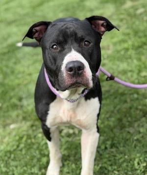 Oreo, Pit Bull Terrier, adult, available for adoption