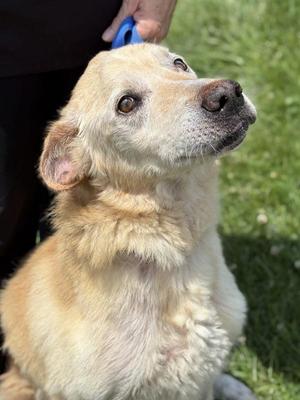 Champ, Labrador Retriever, senior, available for adoption