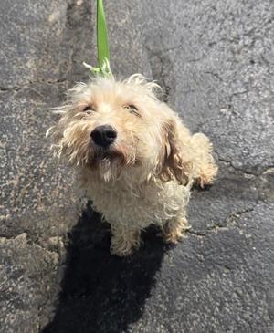 A small, fluffy dog with light-colored fur standing on a paved surface. The dog has a green leash attached to its collar and is looking up with a curious expression. Its fur appears slightly damp or matted, and it casts a shadow on the ground.