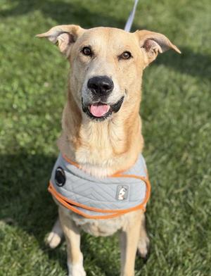 Joe, German Shepherd Dog, adult, available for adoption
