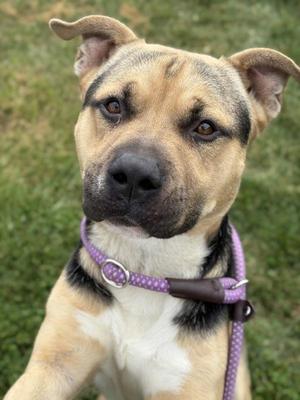 Bauru, Pit Bull Terrier, young, available for adoption
