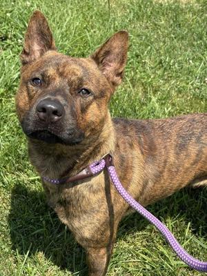 Chop Suey, German Shepherd Dog / Shiba Inu, young, available for adoption
