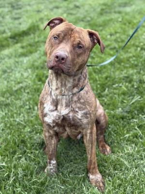 A brindle pit bull dog with its head tilted sitting on green grass.
