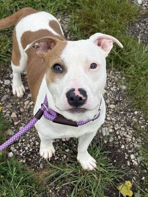 Scud, Staffordshire Bull Terrier, young, available for adoption