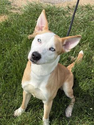 Radiohead, Siberian Husky, young, available for adoption