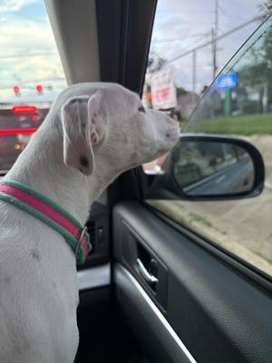 Santa Monica, Great Dane, puppy, available for adoption