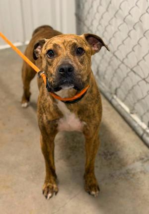 Patty Melt, Boxer, adult, available for adoption