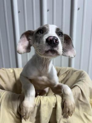 A small white and gray puppy with large ears sitting on a beige blanket.