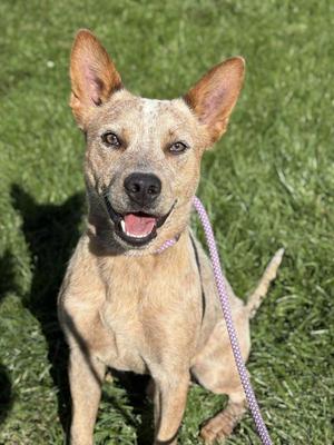 Grasshopper, Australian Cattle Dog / Blue Heeler, adult, available for adoption