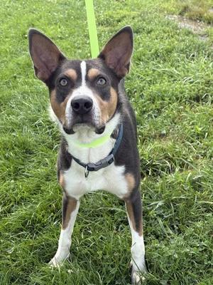 Colt, Pit Bull Terrier / Siberian Husky, adult, available for adoption