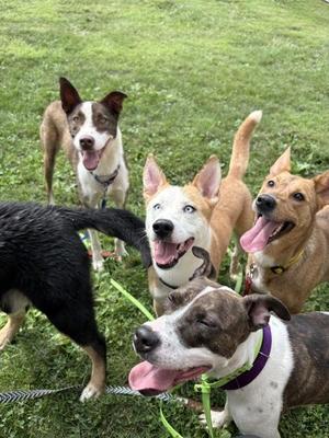 Vines, Pit Bull Terrier, young, available for adoption