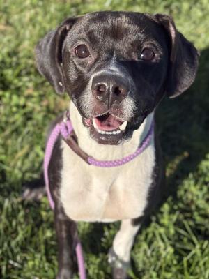 Tiffany, Beagle, young, available for adoption