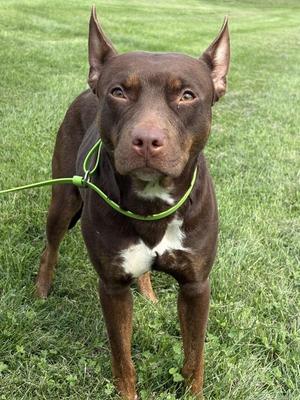 Hattie, Pit Bull Terrier, adult, available for adoption