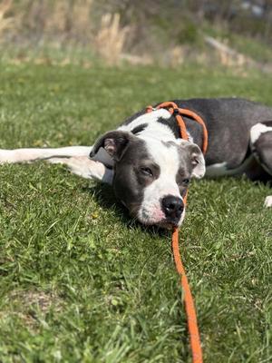 Lazuli, Pit Bull Terrier, adult, available for adoption