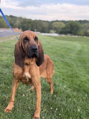 A brown bloodhound dog standing on a grassy field, wearing a blue leash.