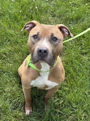 Cinema, Pit Bull Terrier, young, available for adoption