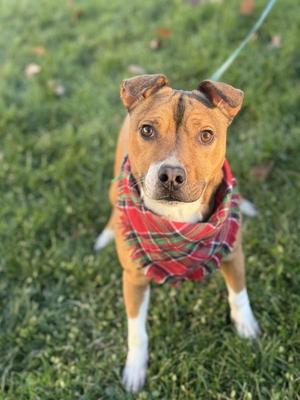 A medium-sized brown dog with white paws and a red and green plaid scarf around its neck sits on a grassy lawn.