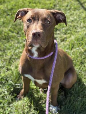 A brown dog with a white chest and a purple leash sitting on grass.