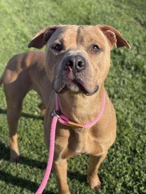 A tan pitbull wearing a pink collar and leash stands on a grassy lawn.