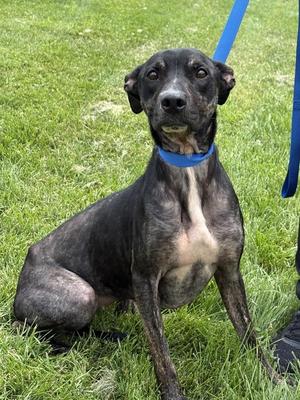 Athena, Pit Bull Terrier, adult, available for adoption