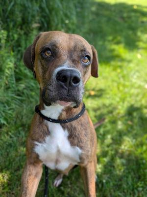 Dixie, Boxer / Pit Bull Terrier, adult, available for adoption