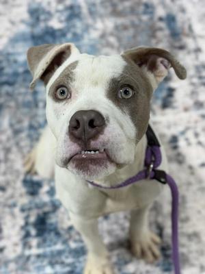 A close-up of a white and brown dog with blue eyes, wearing a purple collar and leash, standing on a patterned carpet.