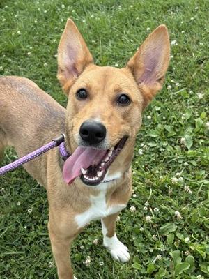 Sasha, German Shepherd Dog / Shiba Inu, young, available for adoption